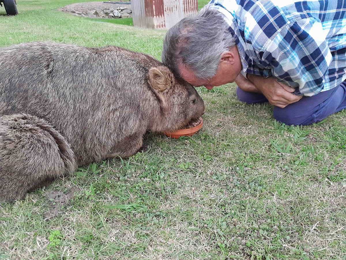 wombat recovered from vet care