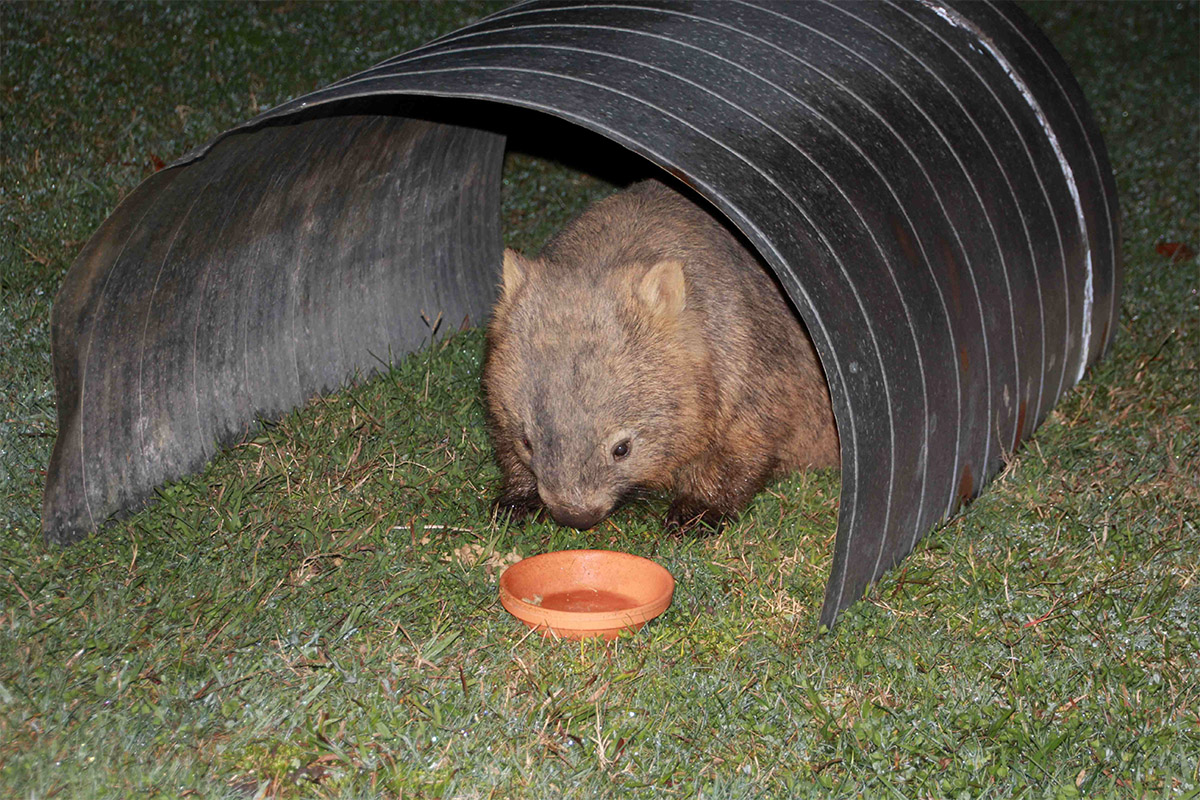 wombat feeding station to protect food from other wildlife