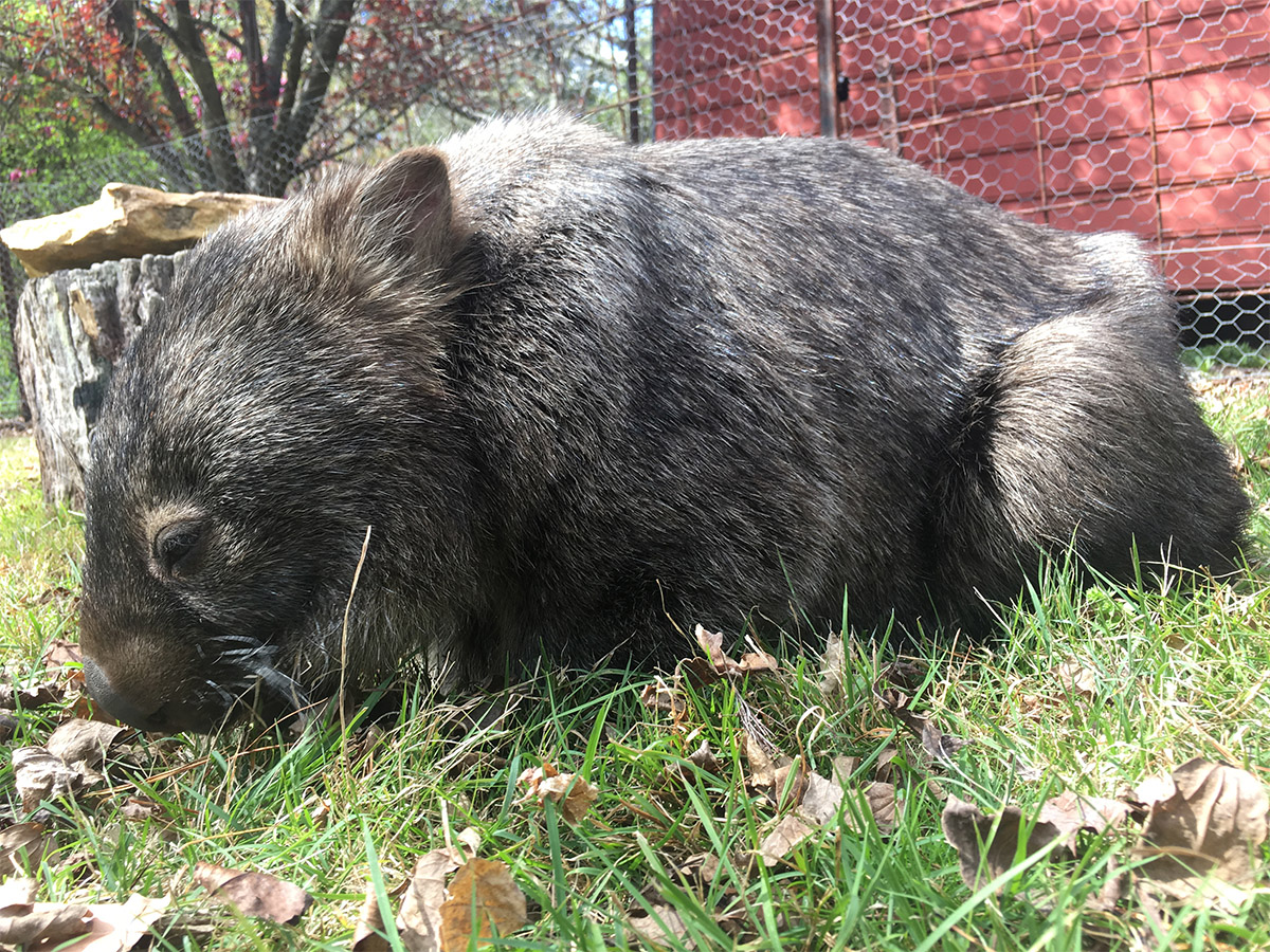 Bell St Wombat