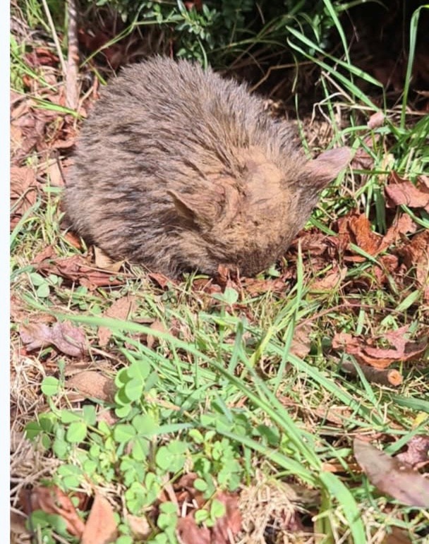 Ferguson 01 wombat with mange