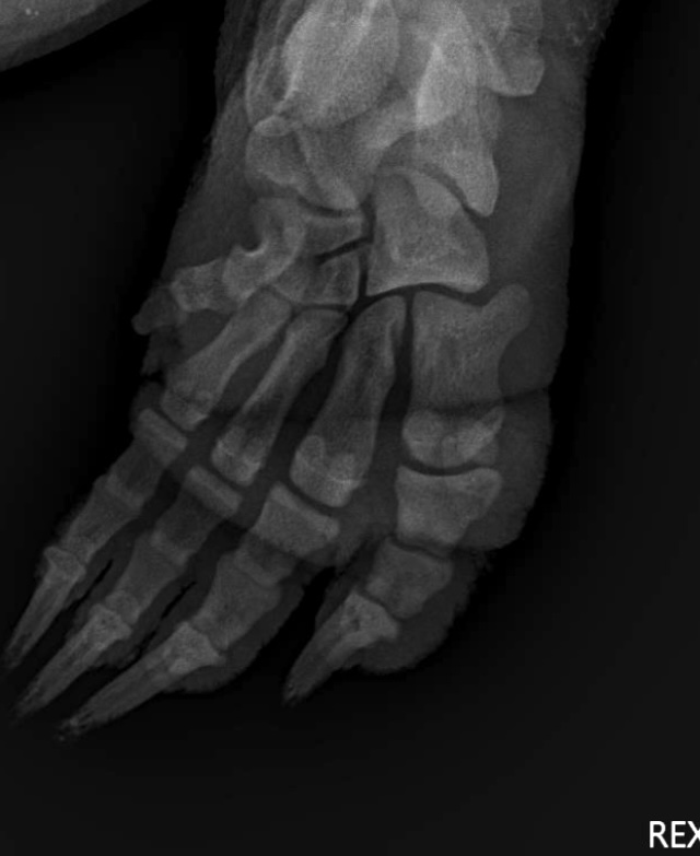 xray of a wombat foot