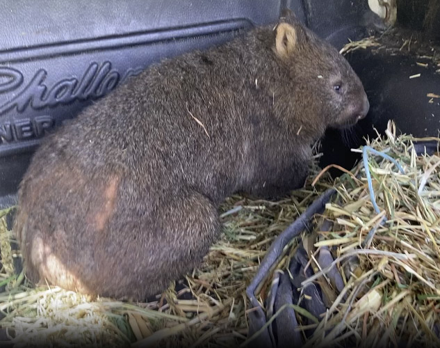 Another Displaced Wombat