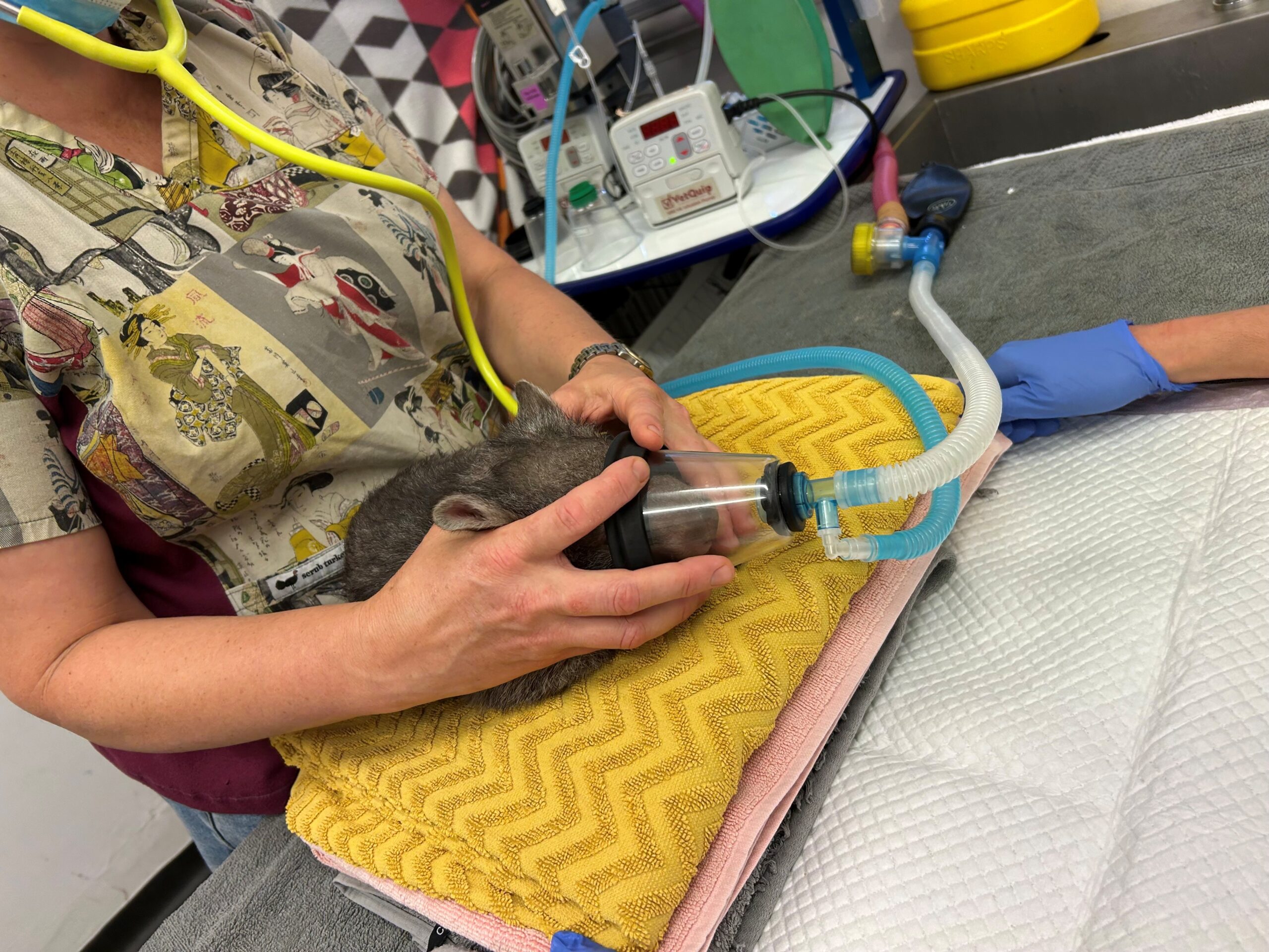 dentist care for baby wombat
