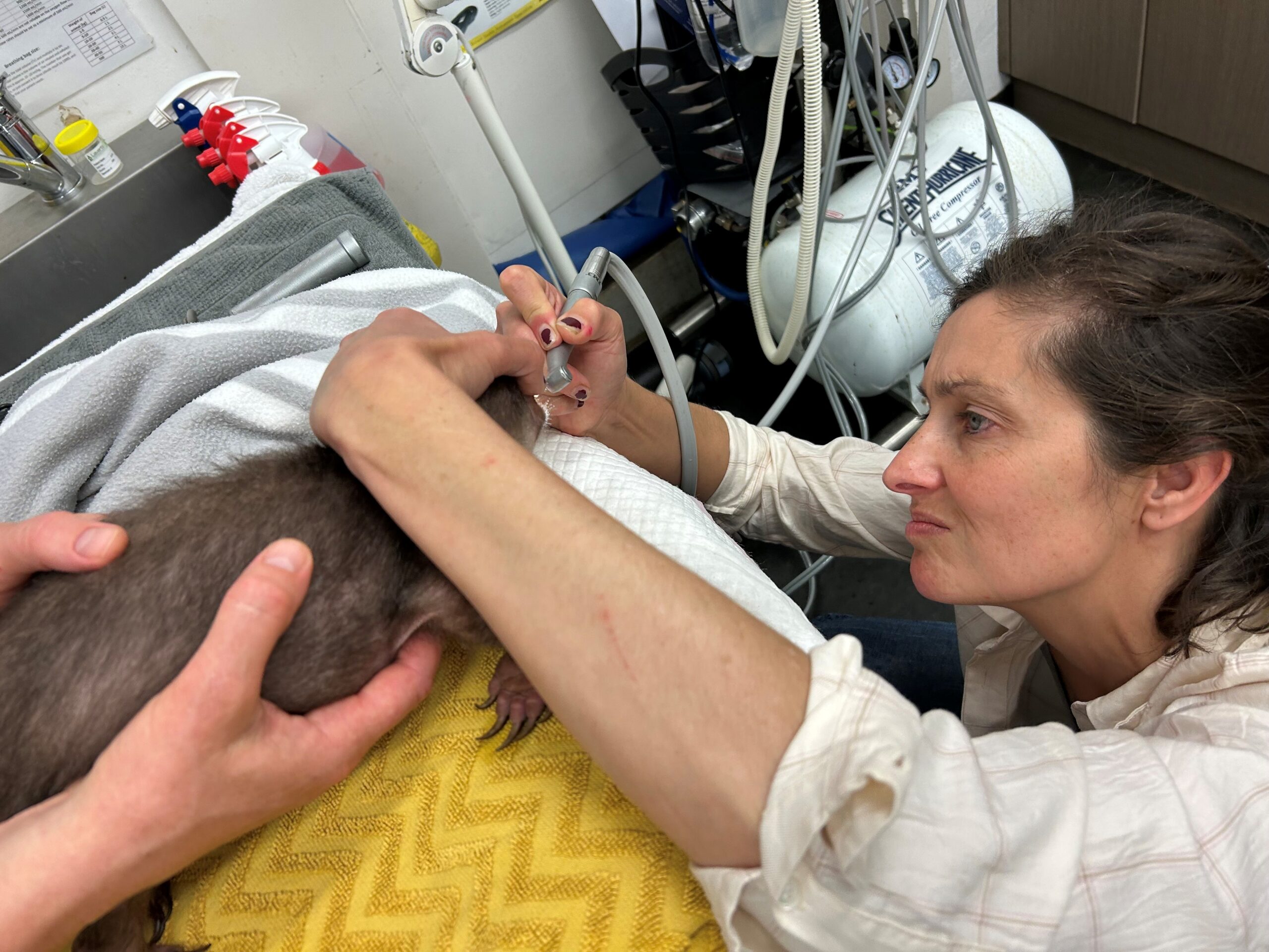 dentist for wombat