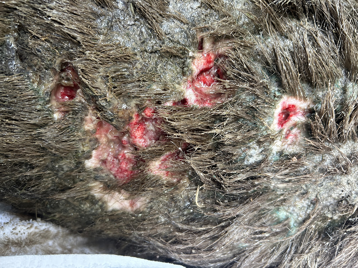 fly strike wounds on a wombat