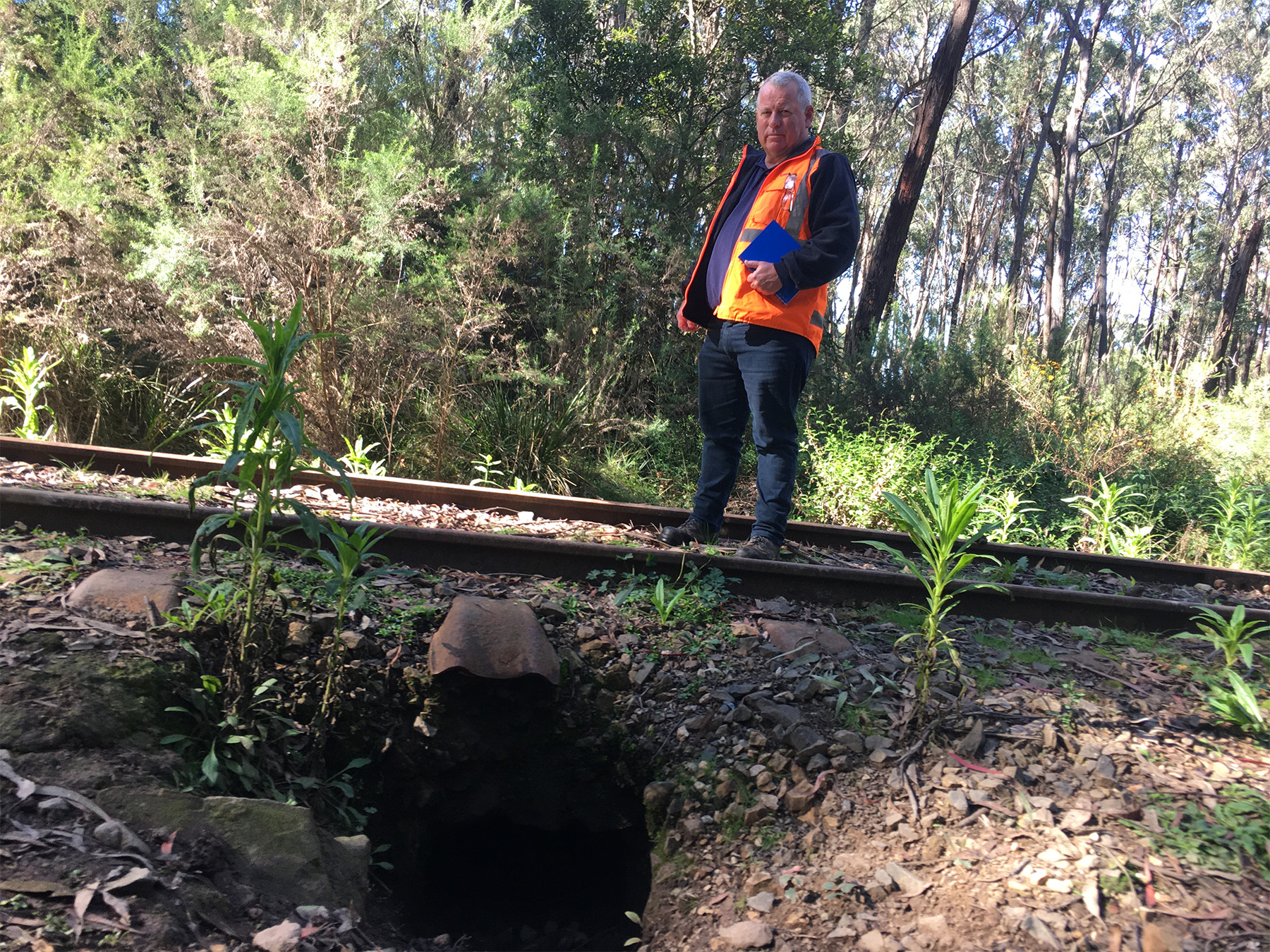 Wombat burrow under Steam Train Track.