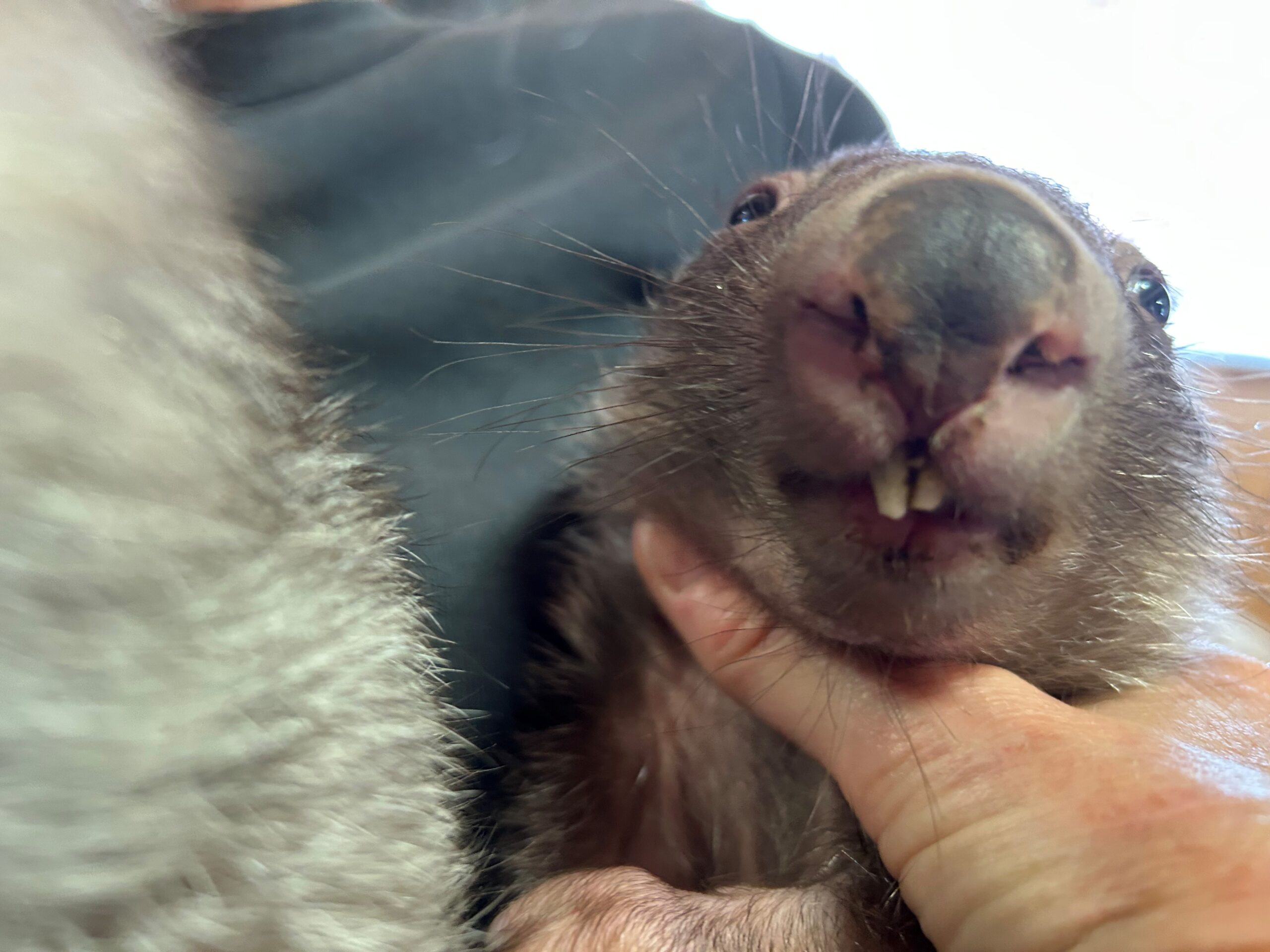 wombat baby to dentist