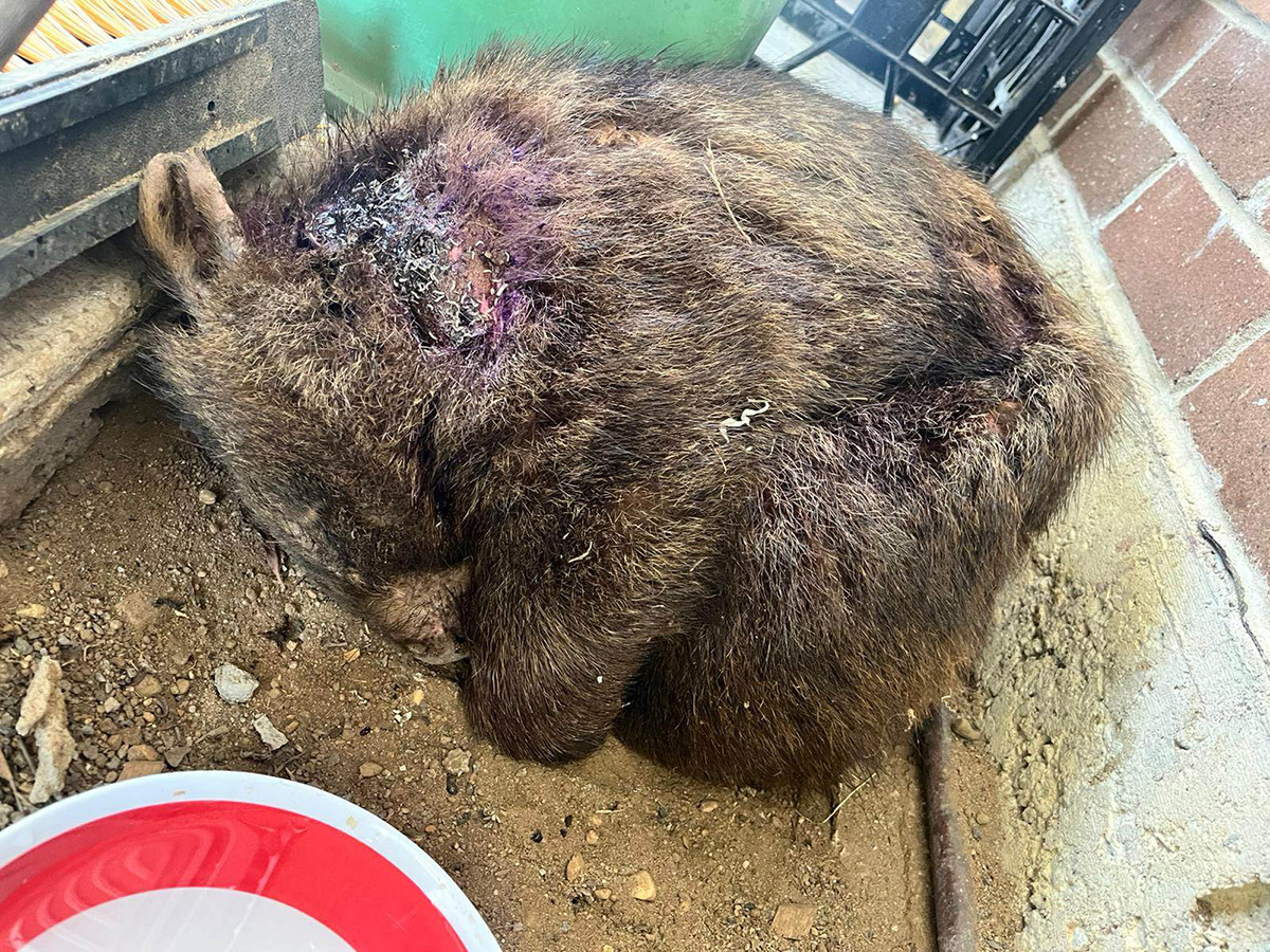 wombat recovering from fly strike