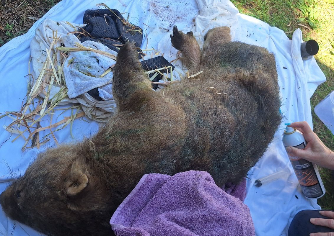 wombat rehabilitation after injury