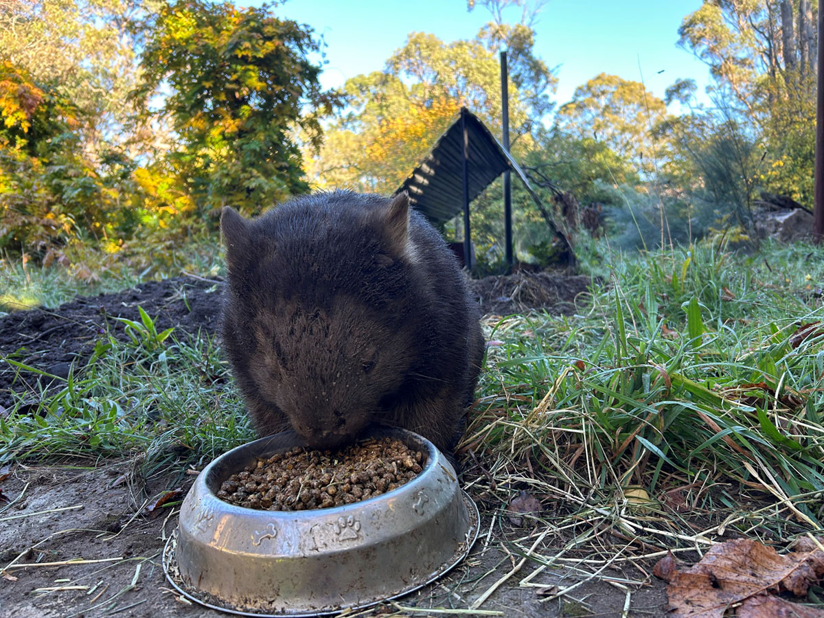 wombat treatment centre
