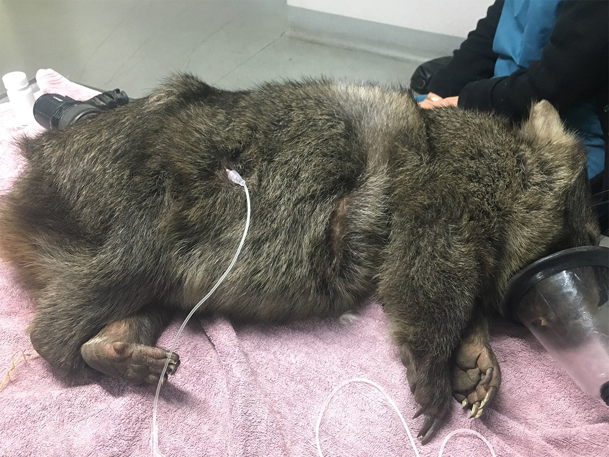 wombat anaesthetised and re-hydrated