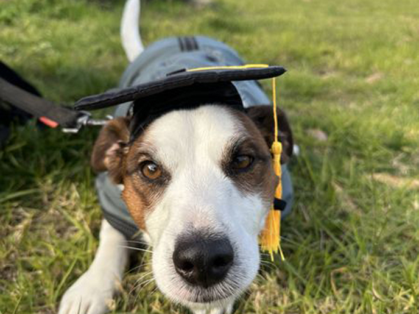 Boston graduating for the second time in scent training to find sick and injured wombats in the scrub