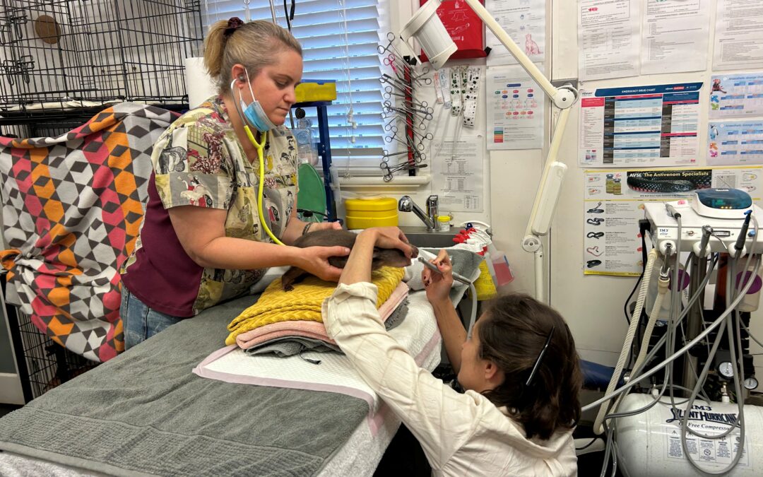 Wombat  baby off to the dentist