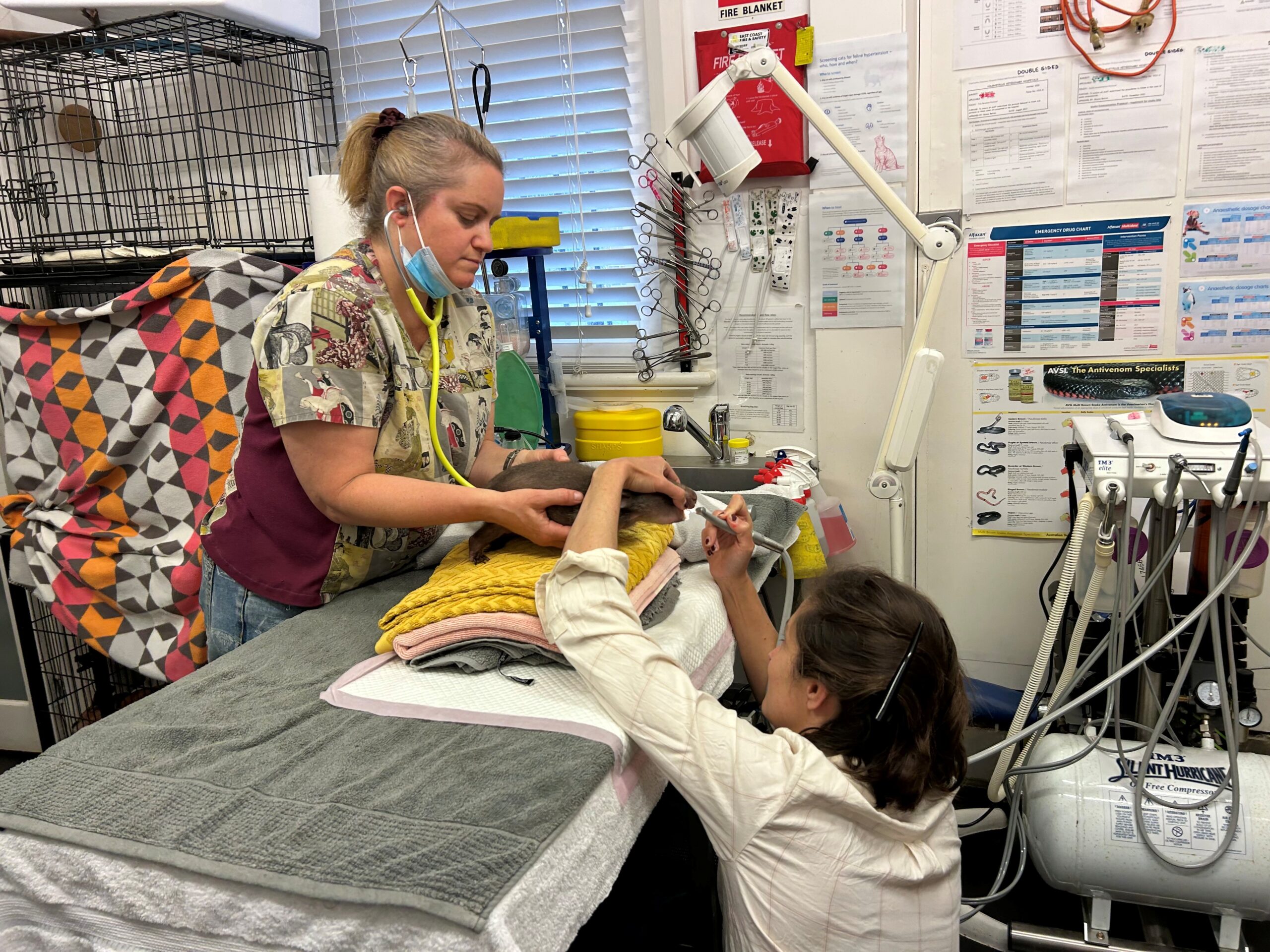 bundanoon vets doing dental care on wombat