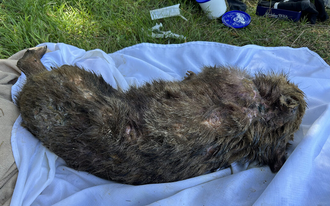 Wombats can recover from fly strike