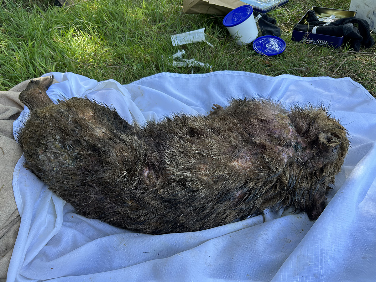 fly strike on a wombat