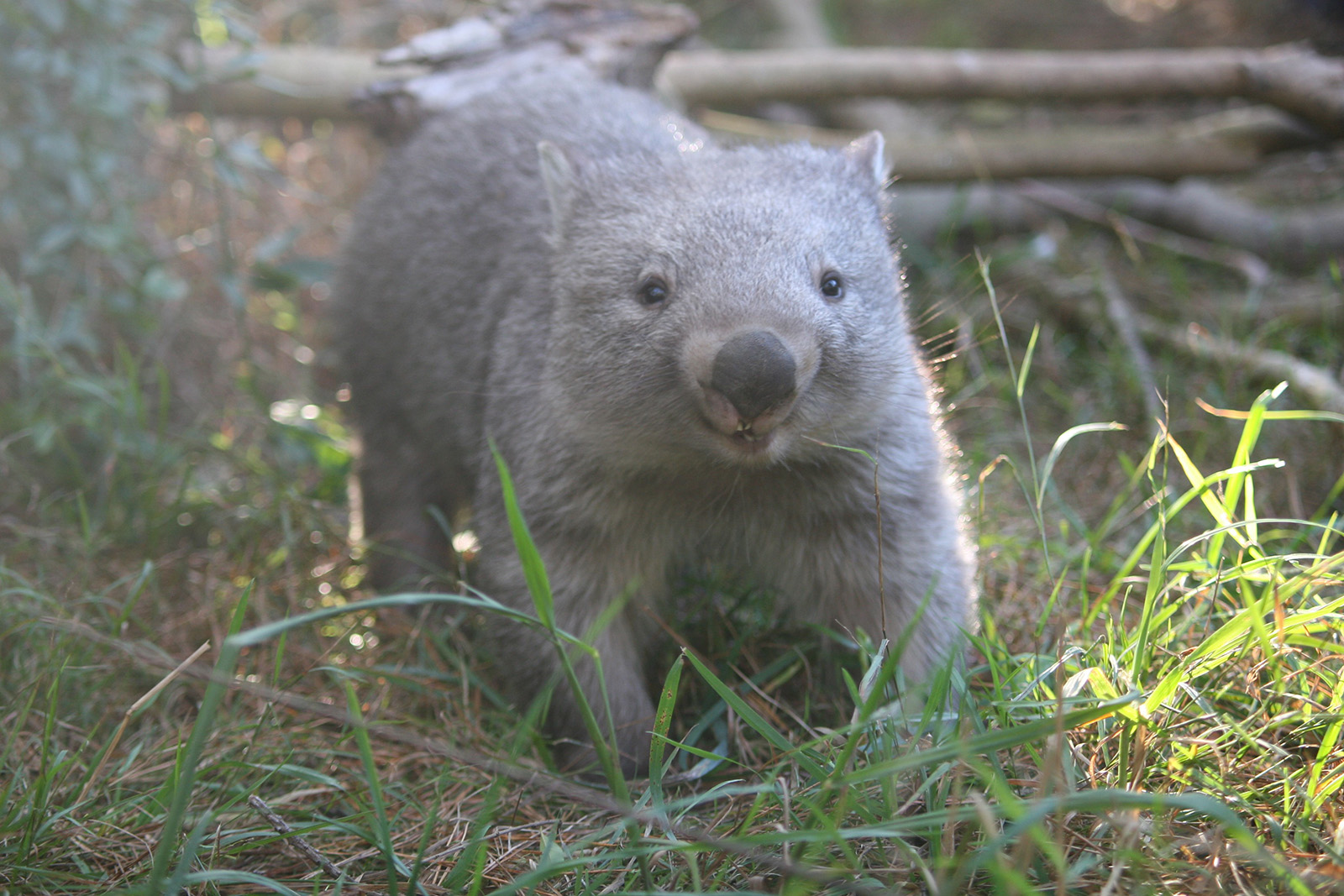 happy wombat