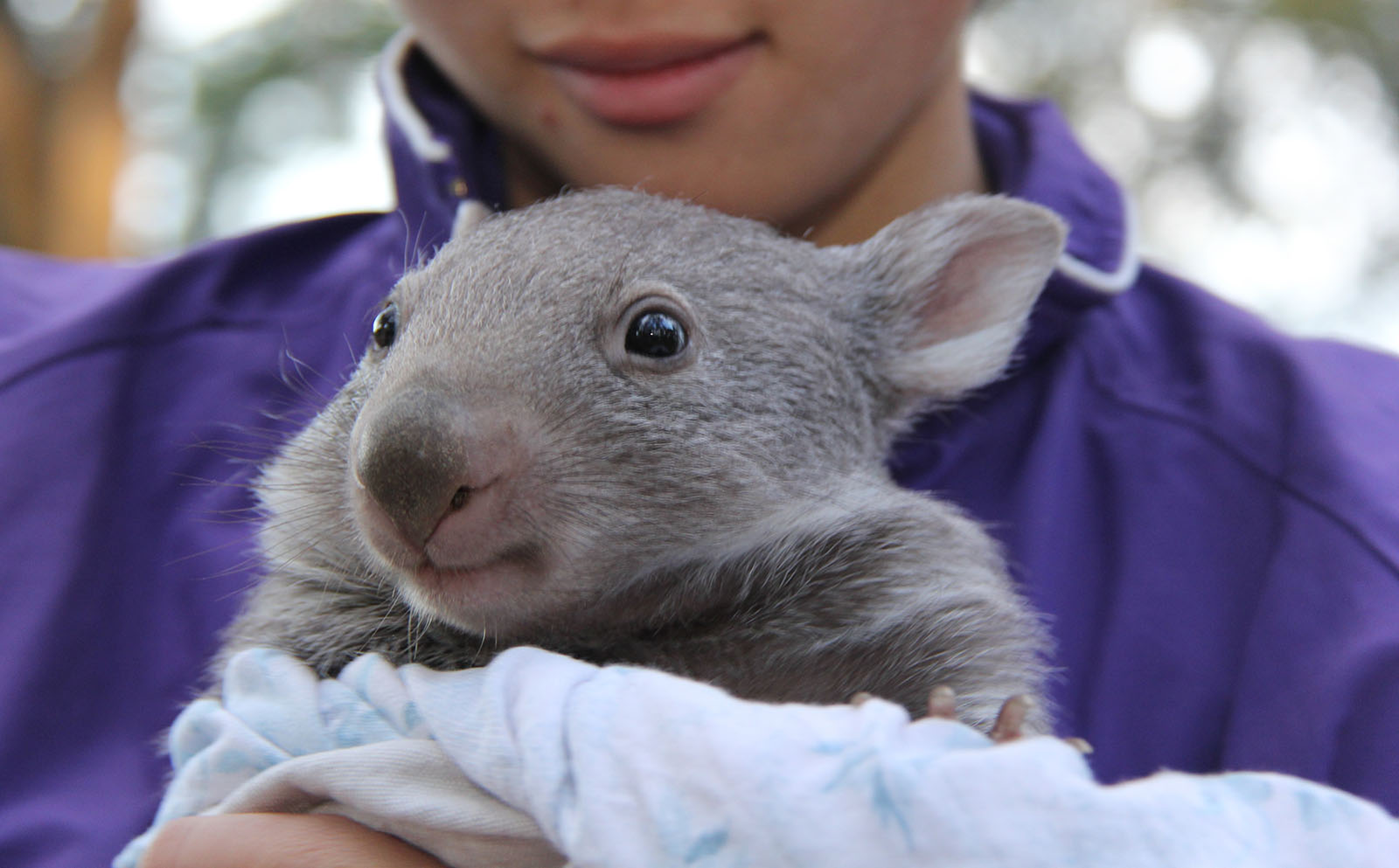 help save wombats