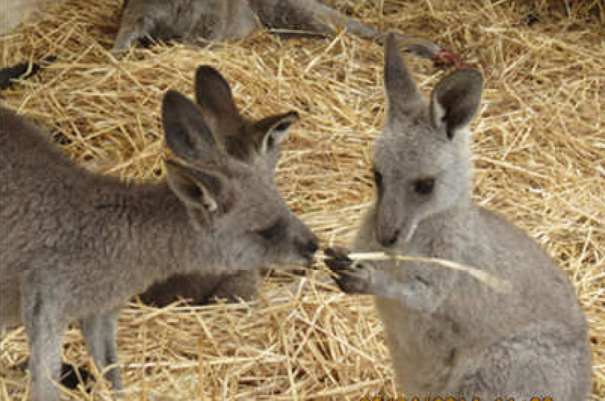 Post-Traumatic Stress Disorder in Kangaroos