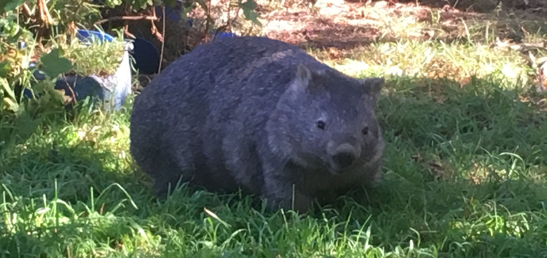 wombat conservation news
