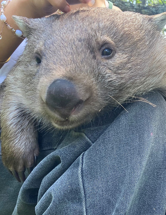wombat rescue southern highlands
