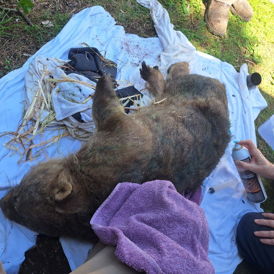 wombat treatment and rehabiliation facility 01